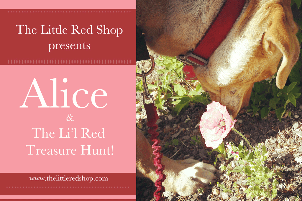 Alice and...The Li'l Red Treasure Hunt